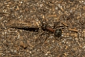 David Plant Photography - Wildlife Photography - Formica aquilonia - B
